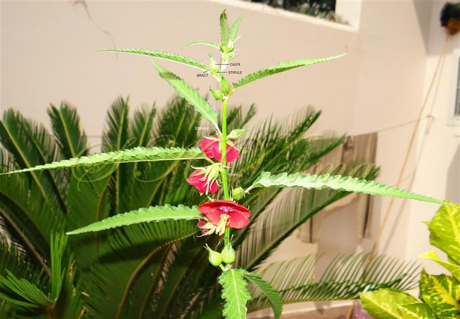  Plant- a part